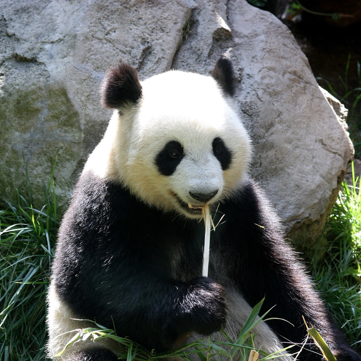 Un panda gigante sentado junto a una roca, comiendo un tallo de bambú